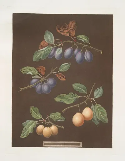 White Masculine Red Masculine Orange And Turkey Apricots