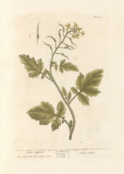 White Mustard