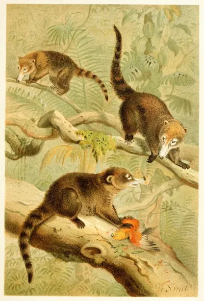 White Nosed Coati