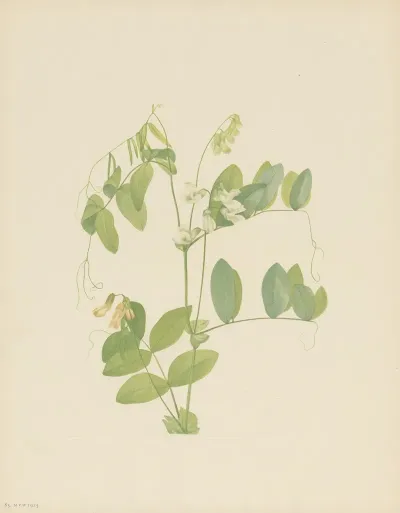 White Pea Lathyrus Ochroleucus 3