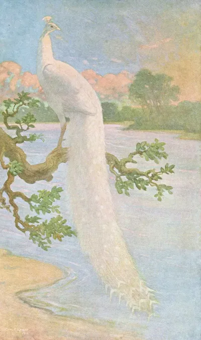 White Peacock