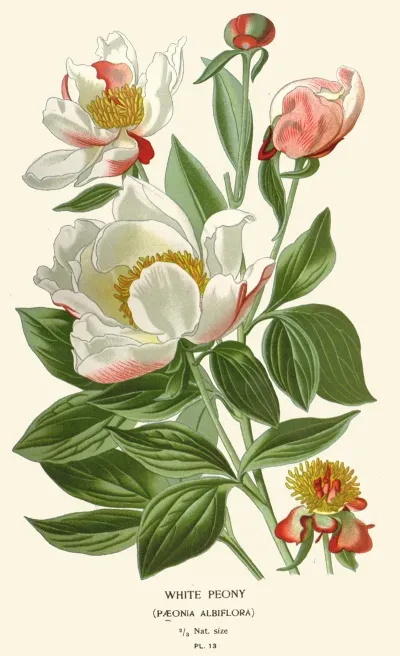 White Peony