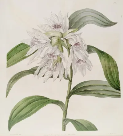 White Phaius