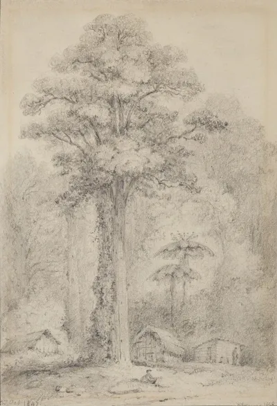 White Pine Stokes Valley Upper Hutt