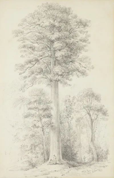White Pine