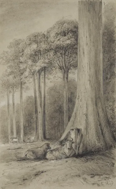 White Pines Hutt Forest
