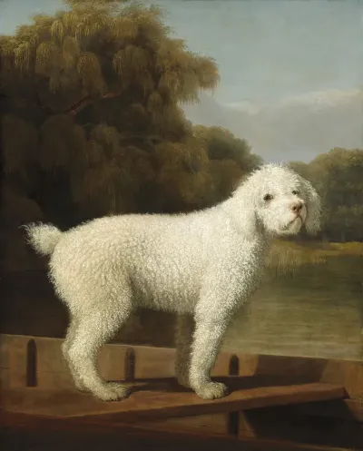 White Poodle In A Punt