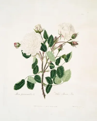 White Provincialis