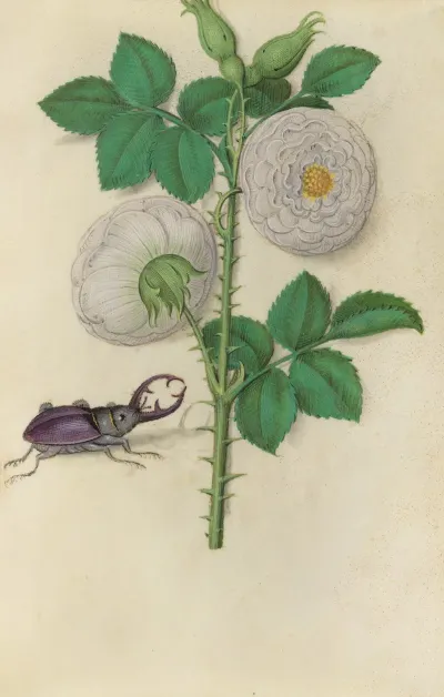 White Rose Of York Rosa Alba With A Stag Beetle