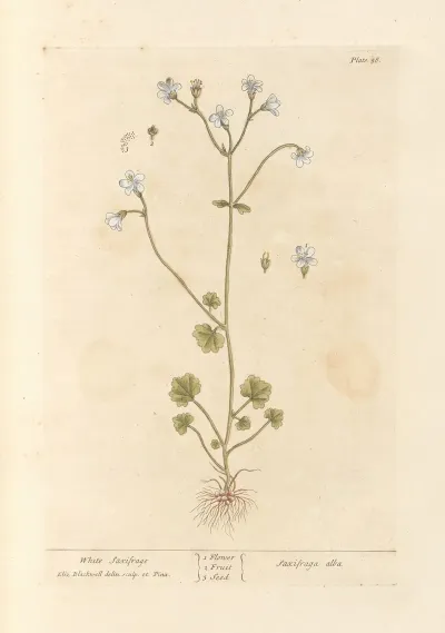 White Saxifrage