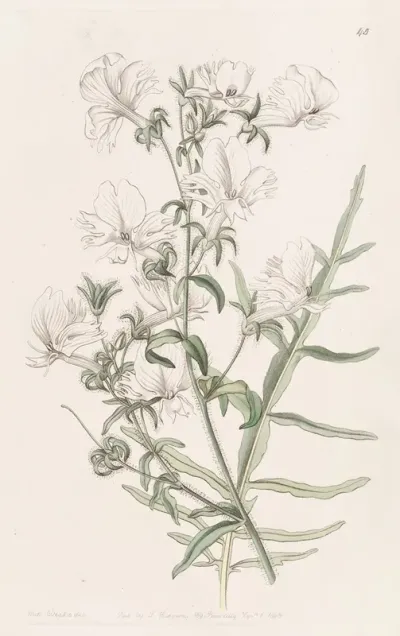 White Shizanthus