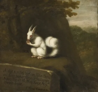 White Squirrel In A Landscape