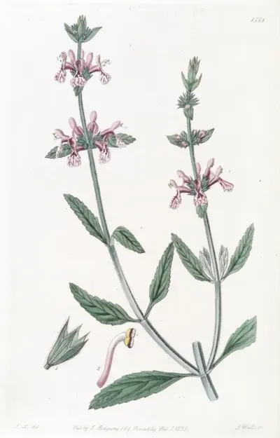 White Stemmed Stachys