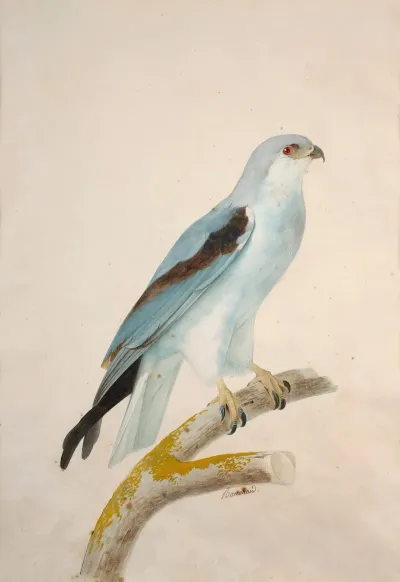 White Swallow Tailed Kite Elanoides Forficatus