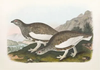 White Taile Ptarmigan
