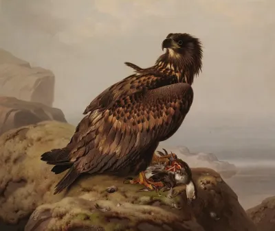 White Tailed Eagle With Its Prey