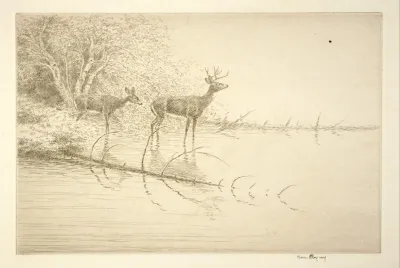 White Tails In The Morning