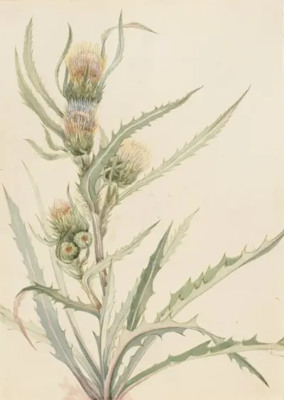 White Thistle Cirsium Hookeranum