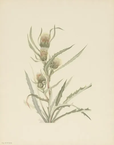 White Thistle Cirsium Hookerianum 2