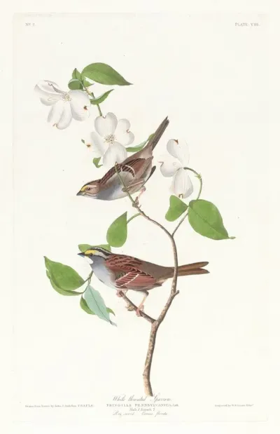 White Throated Sparrow