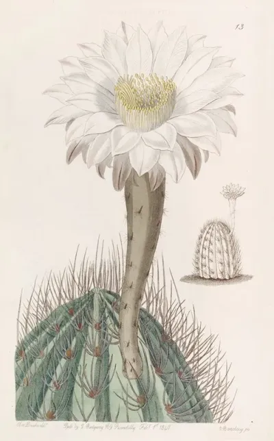 White Torch Thistle