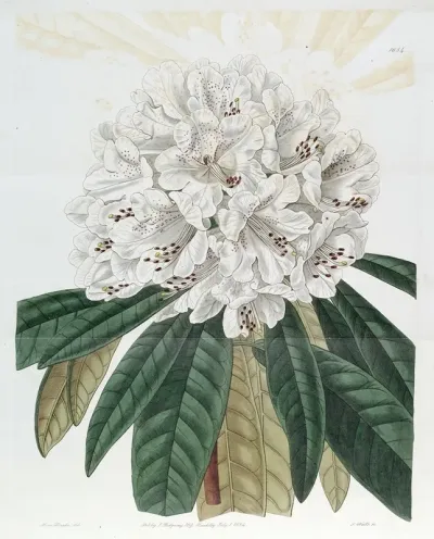 White Tree Rhododendron
