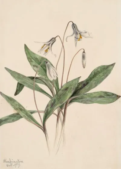 White Troutlily Erythronium Albidum 2