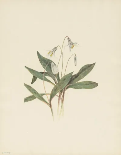 White Troutlily Erythronium Albidum 3