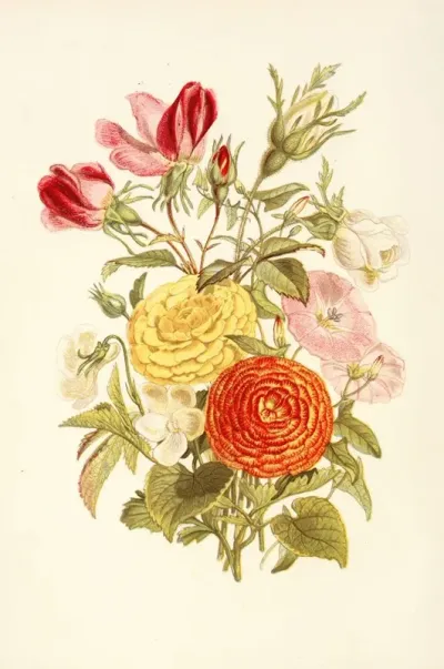 White Violet Small Bindweed Asiatic Ranunculus Rosebud