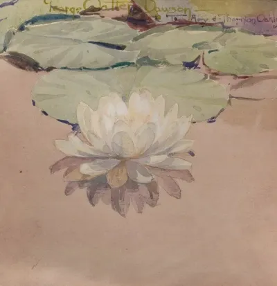 White Water Lily