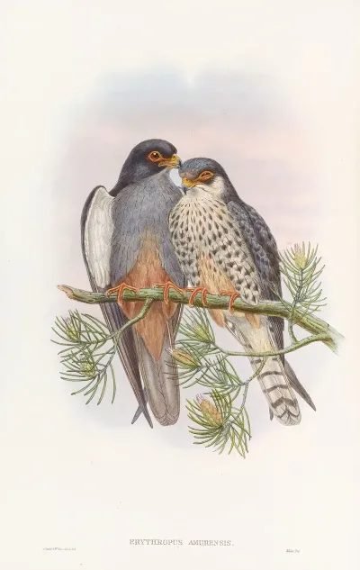 White Winged Red Footed Kestrel