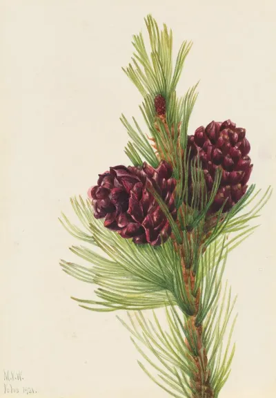 Whitebark Pine Pinus Albicaulis 3