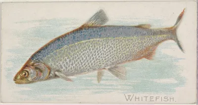 Whitefish