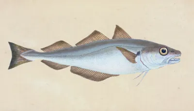 Whiting Gadus Merlangius