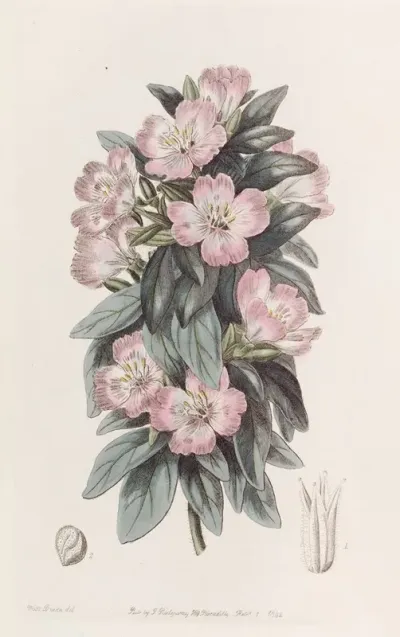 Whitish Godetia
