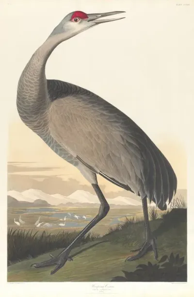 Whooping Crane