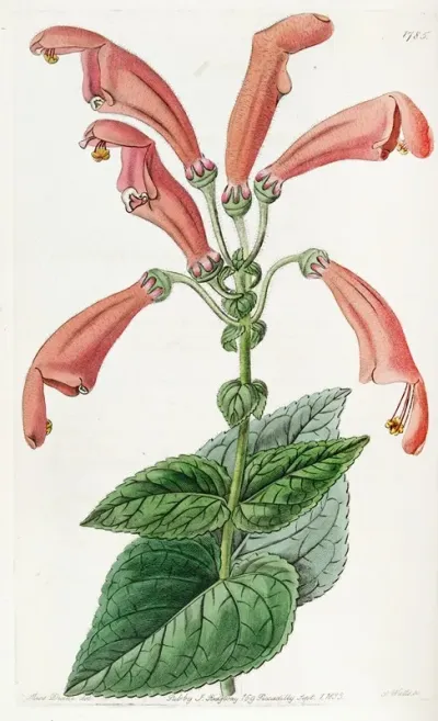 Wide Mouthed Gesnera