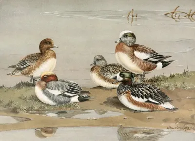 Widgeon American Widgeon