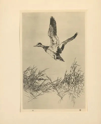 Widgeon Rising
