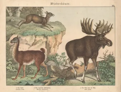 Wiederkauer A Das Lama B Das Eigentliche Moschustier C Das Elen Oder Der Elch