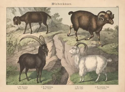 Wiederkauer A Die Bezoarziege B Die Kaschmierziege C Der Argali D Die Buckelnasige Ziege