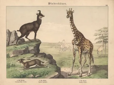 Wiederkauer A Die Giraffe B Die Gemse C Die Gazelle