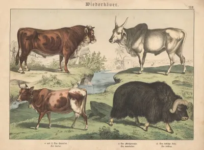 Wiederkauer A Und B Das Hausrind C Der Moschusochse D Das Indische Zebu