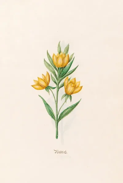Wiedrich