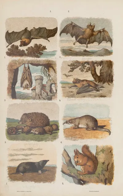 Wielki Atlas Do Zoologii Botaniki I Mineralogii Pl 002
