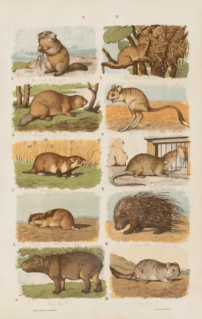 Wielki Atlas Do Zoologii Botaniki I Mineralogii Pl 003