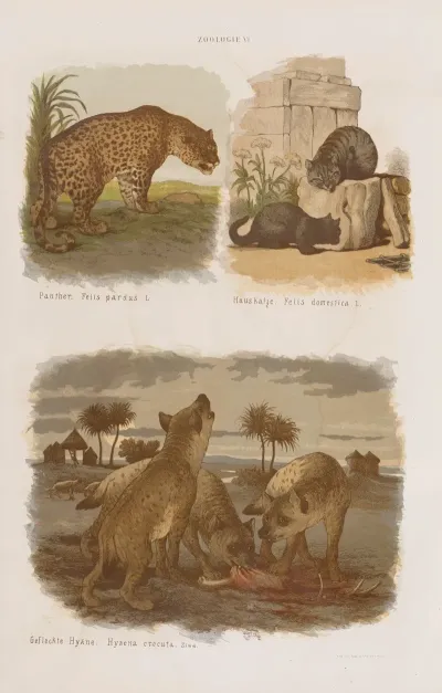 Wielki Atlas Do Zoologii Botaniki I Mineralogii Pl 006