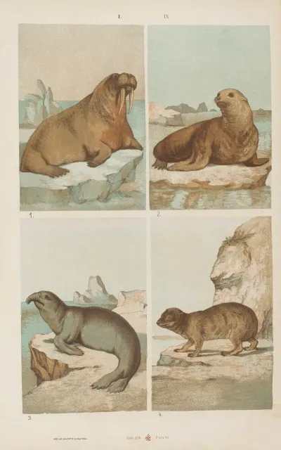 Wielki Atlas Do Zoologii Botaniki I Mineralogii Pl 009