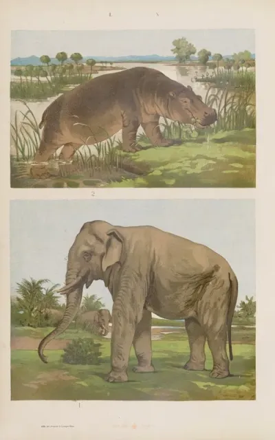 Wielki Atlas Do Zoologii Botaniki I Mineralogii Pl 010