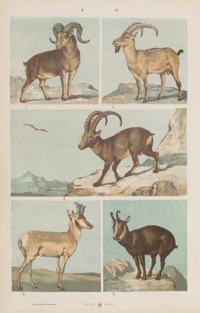 Wielki Atlas Do Zoologii Botaniki I Mineralogii Pl 012